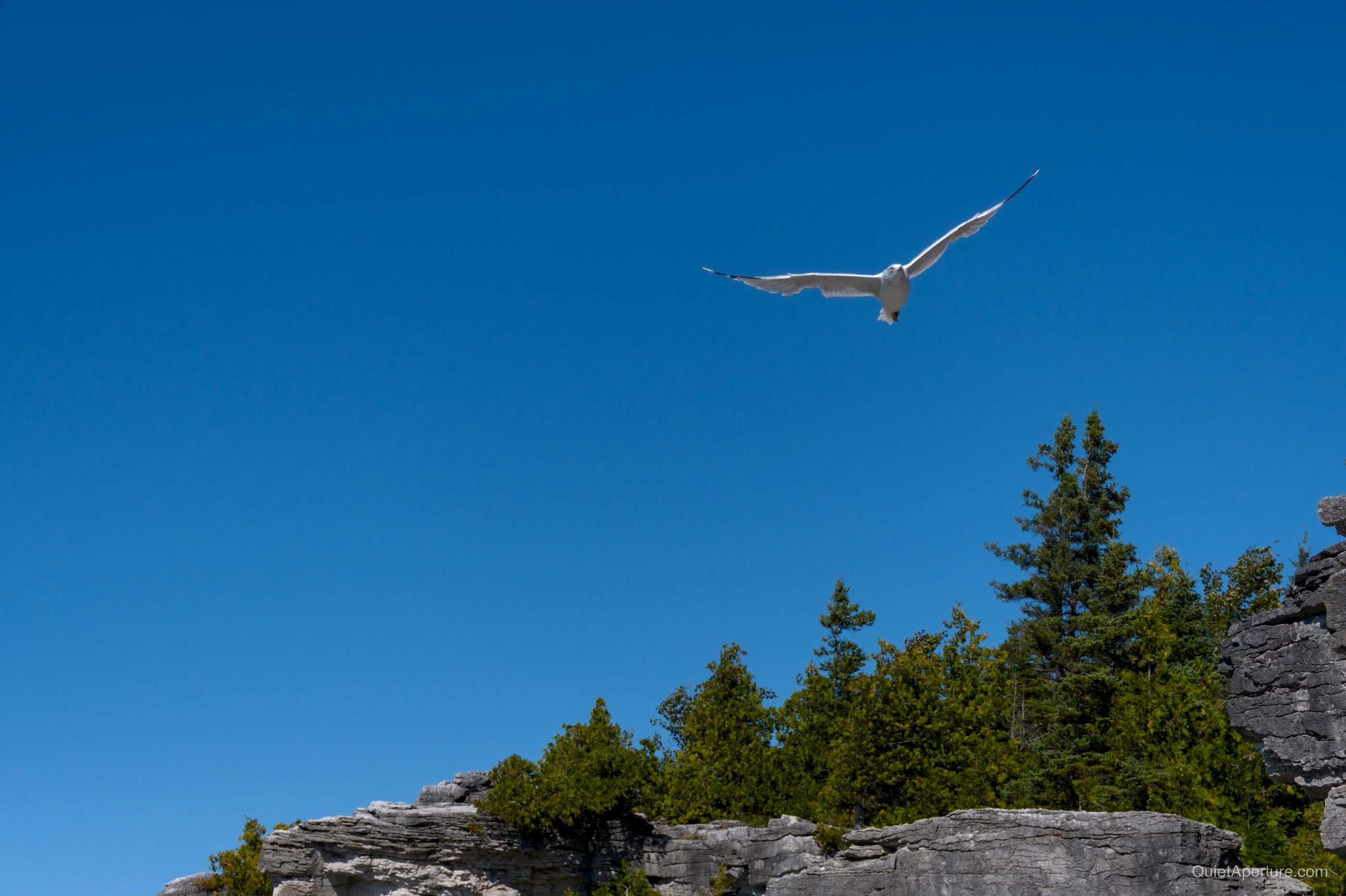 A white gull gliding over a rocky, evergreen shoreline beneath a clear blue sky, frame 02.