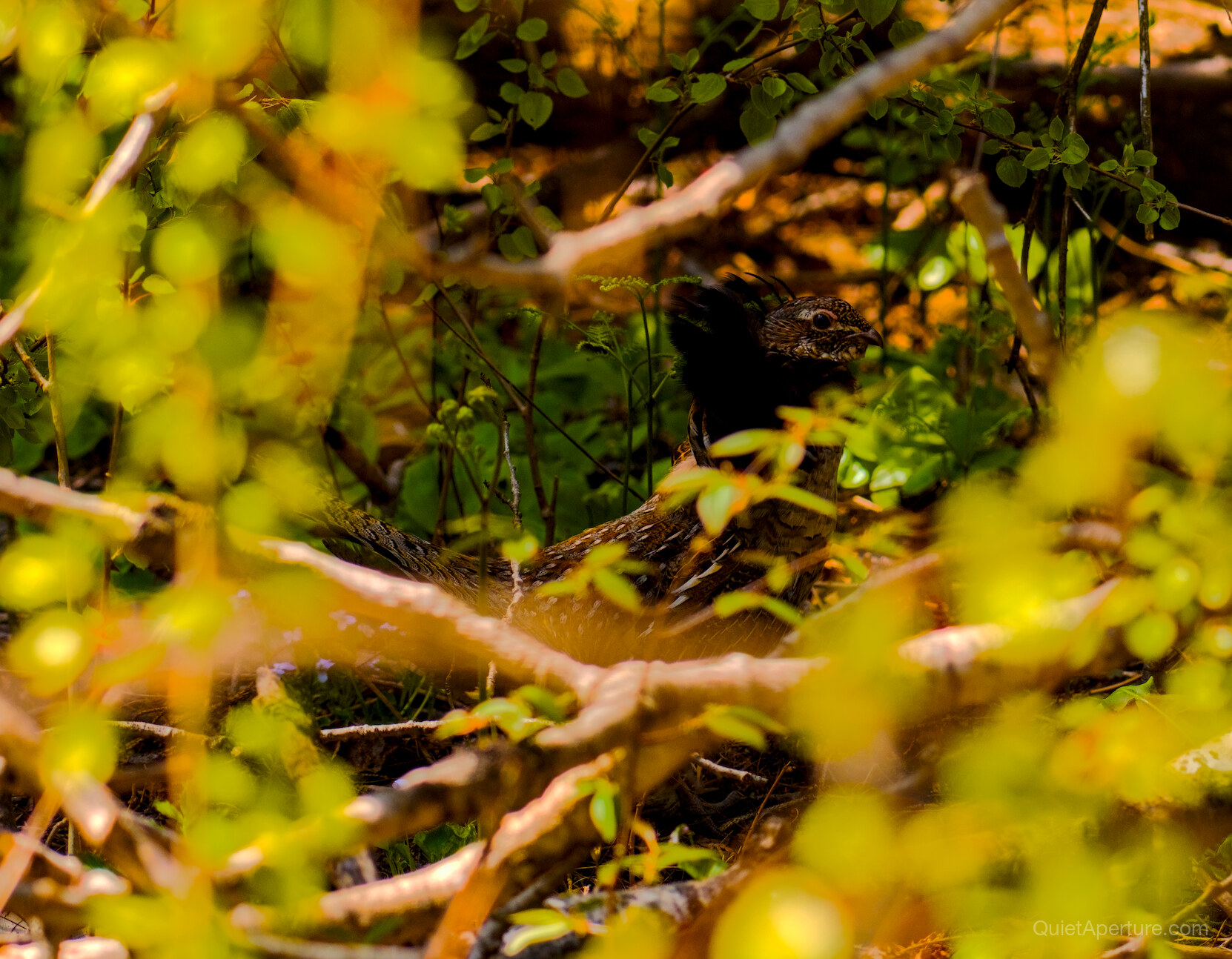 A small bird partly hidden among sunlit branches and green leaves, frame 01.