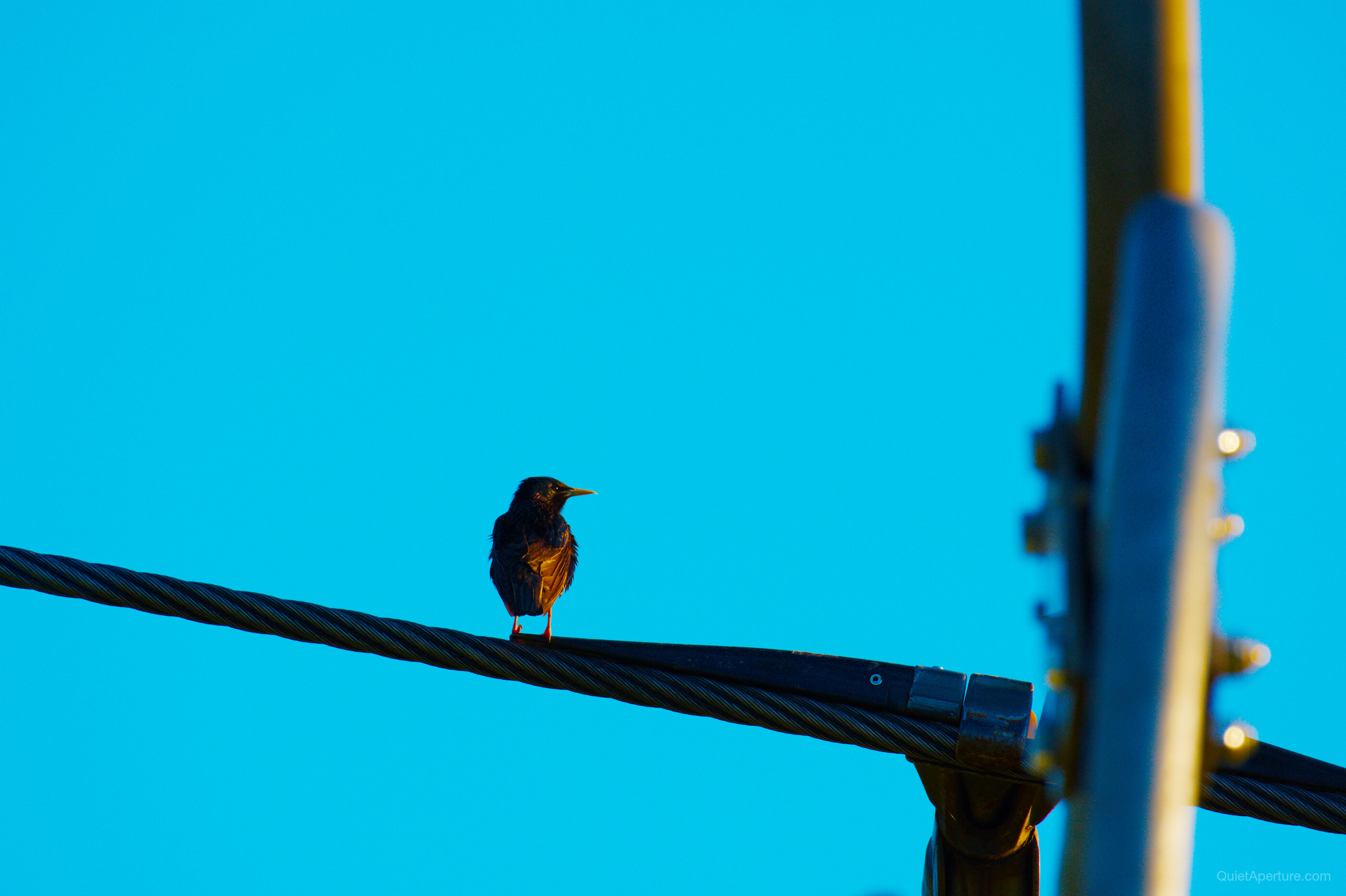 A small dark bird with orange feathers perched near a utility pole against blue sky, frame 03.