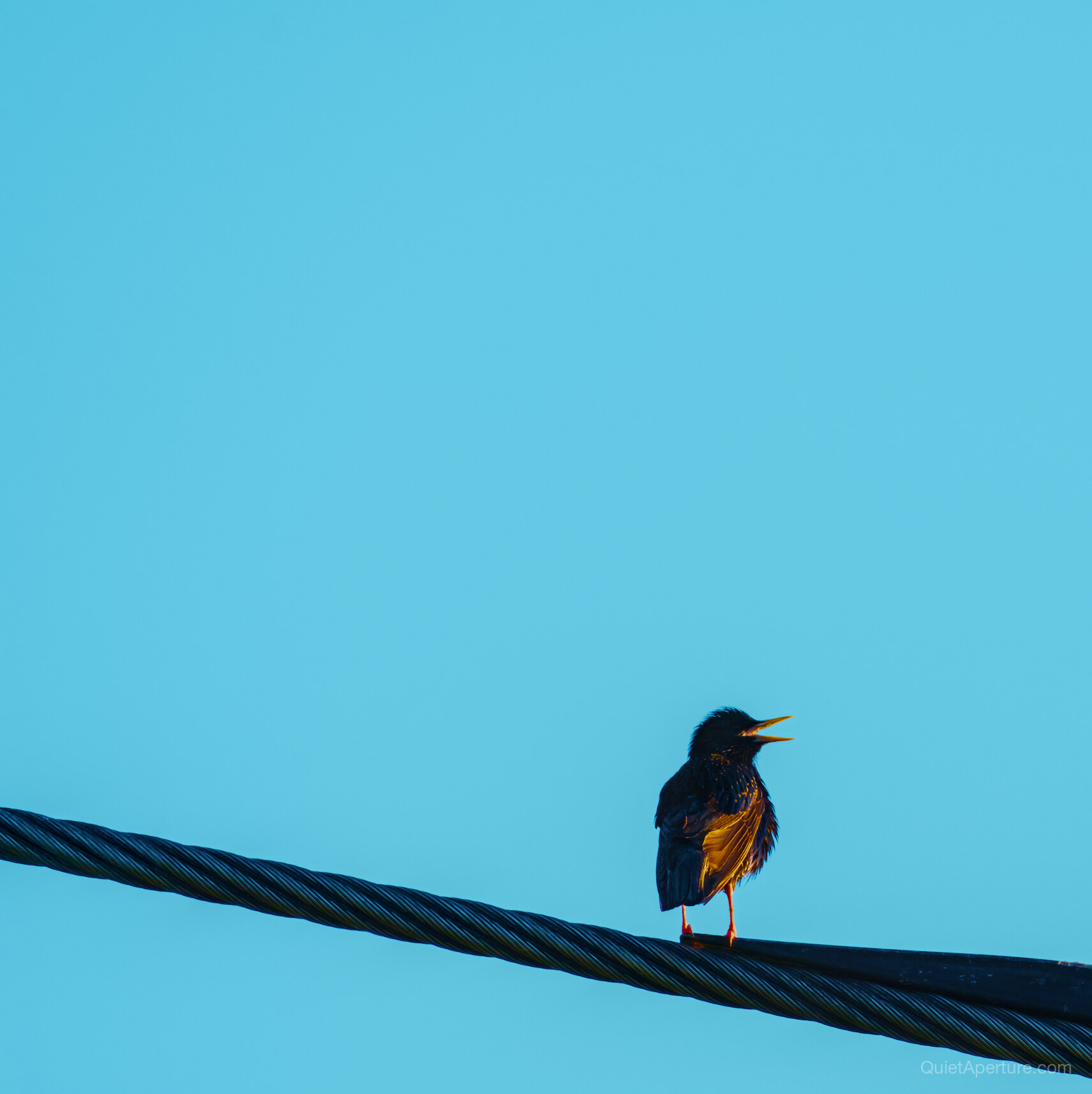 A small dark bird with orange feathers perched on a wire in a pale blue sky, frame 04.
