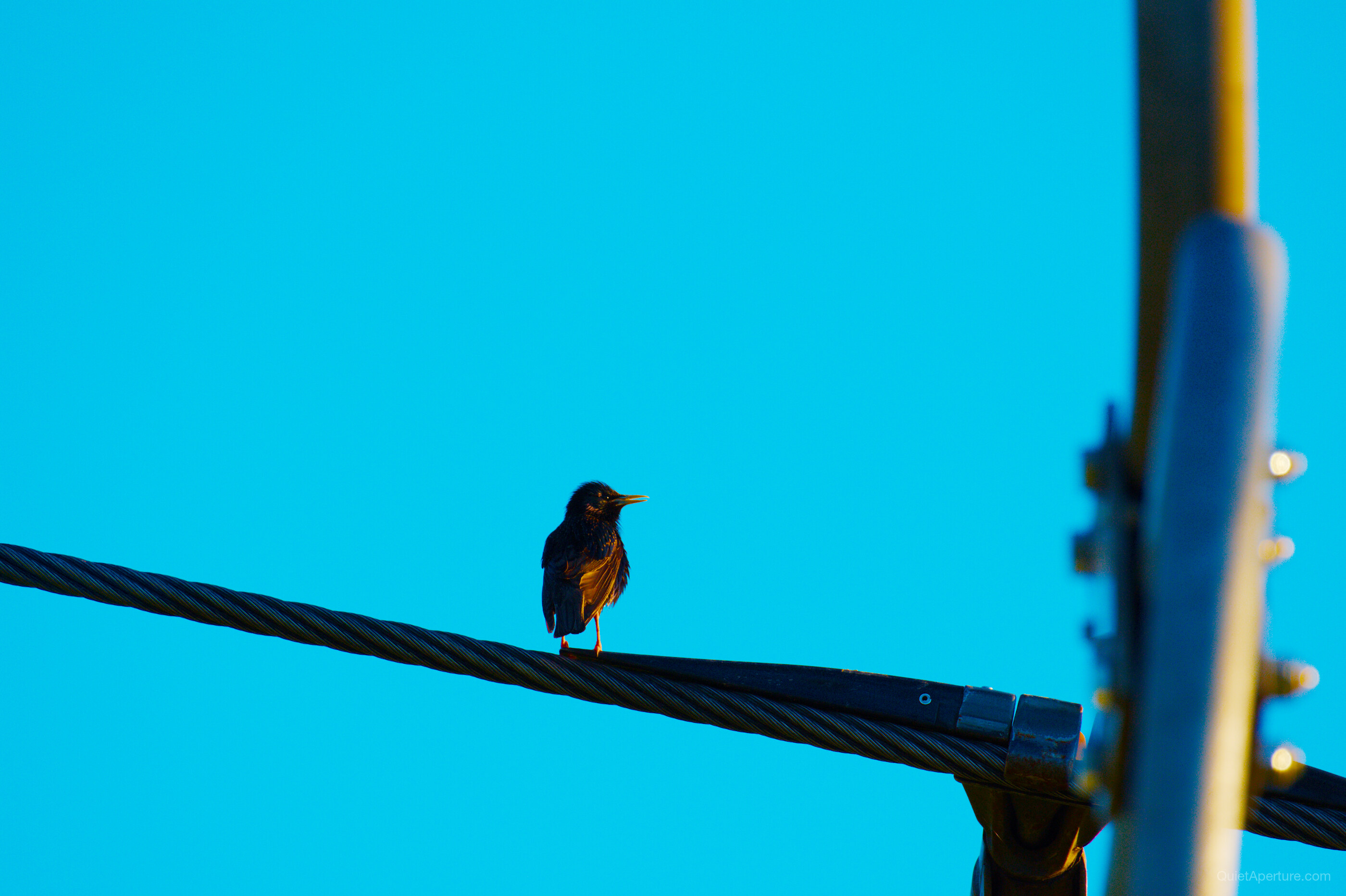 A small bird leaning forward on a utility wire against a bright blue sky.