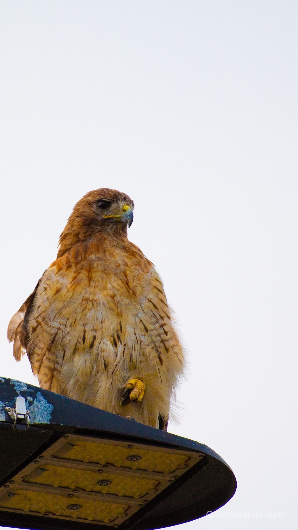 A red-tailed hawk perched on the edge of a streetlight against a pale sky, frame 03.