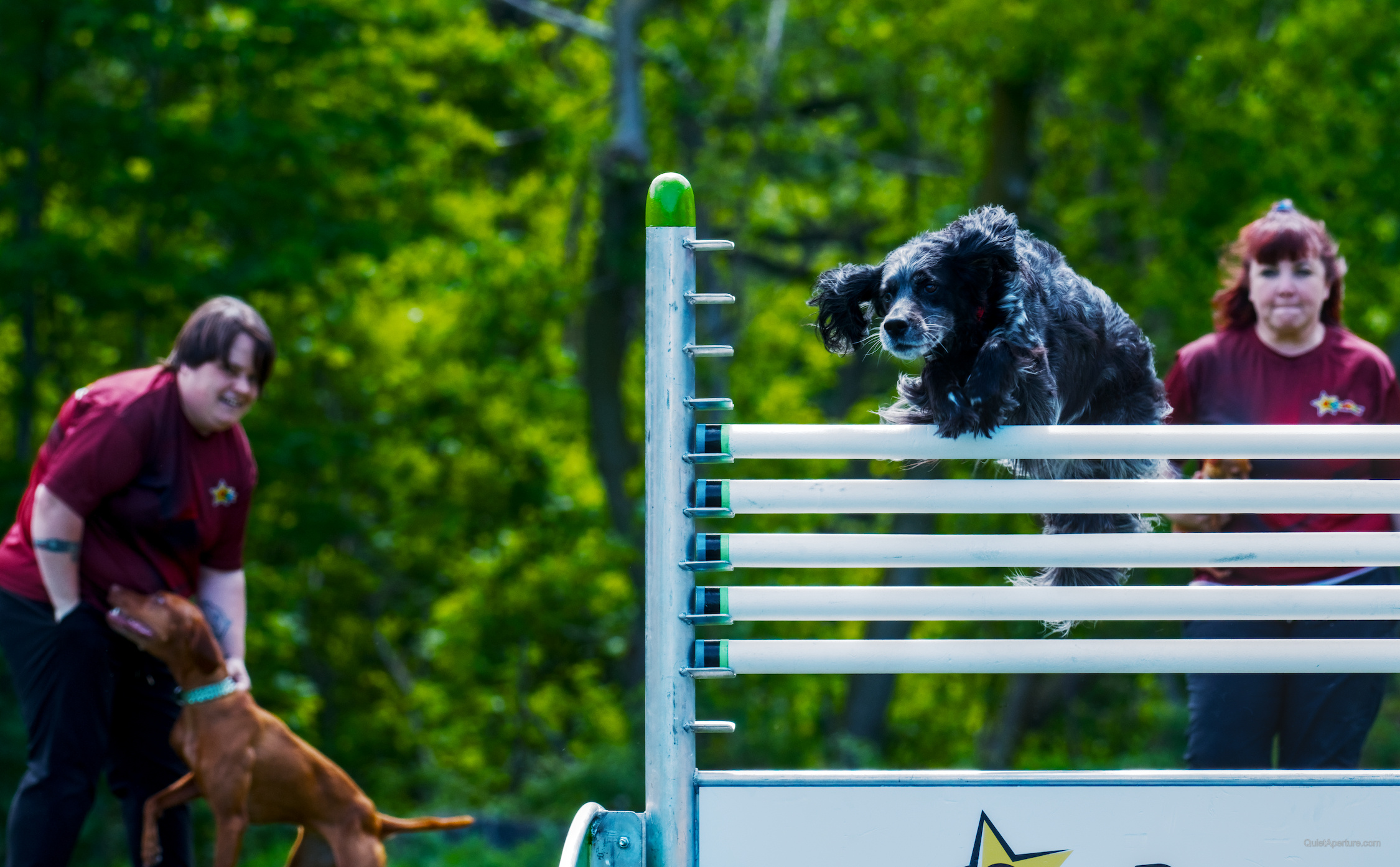 SuperDogs 2026 at the Bread and Honey Festival, frame 07.