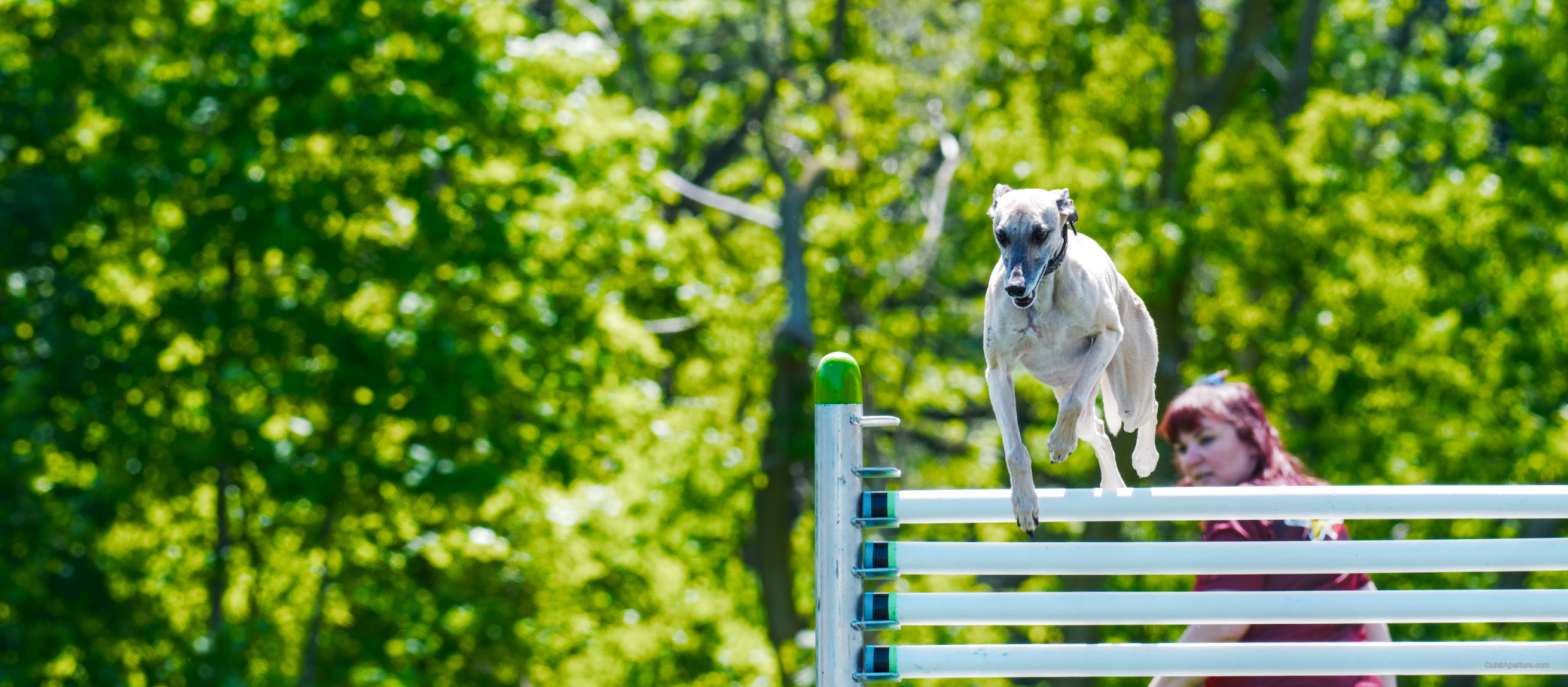SuperDogs 2026 at the Bread and Honey Festival, frame 08.