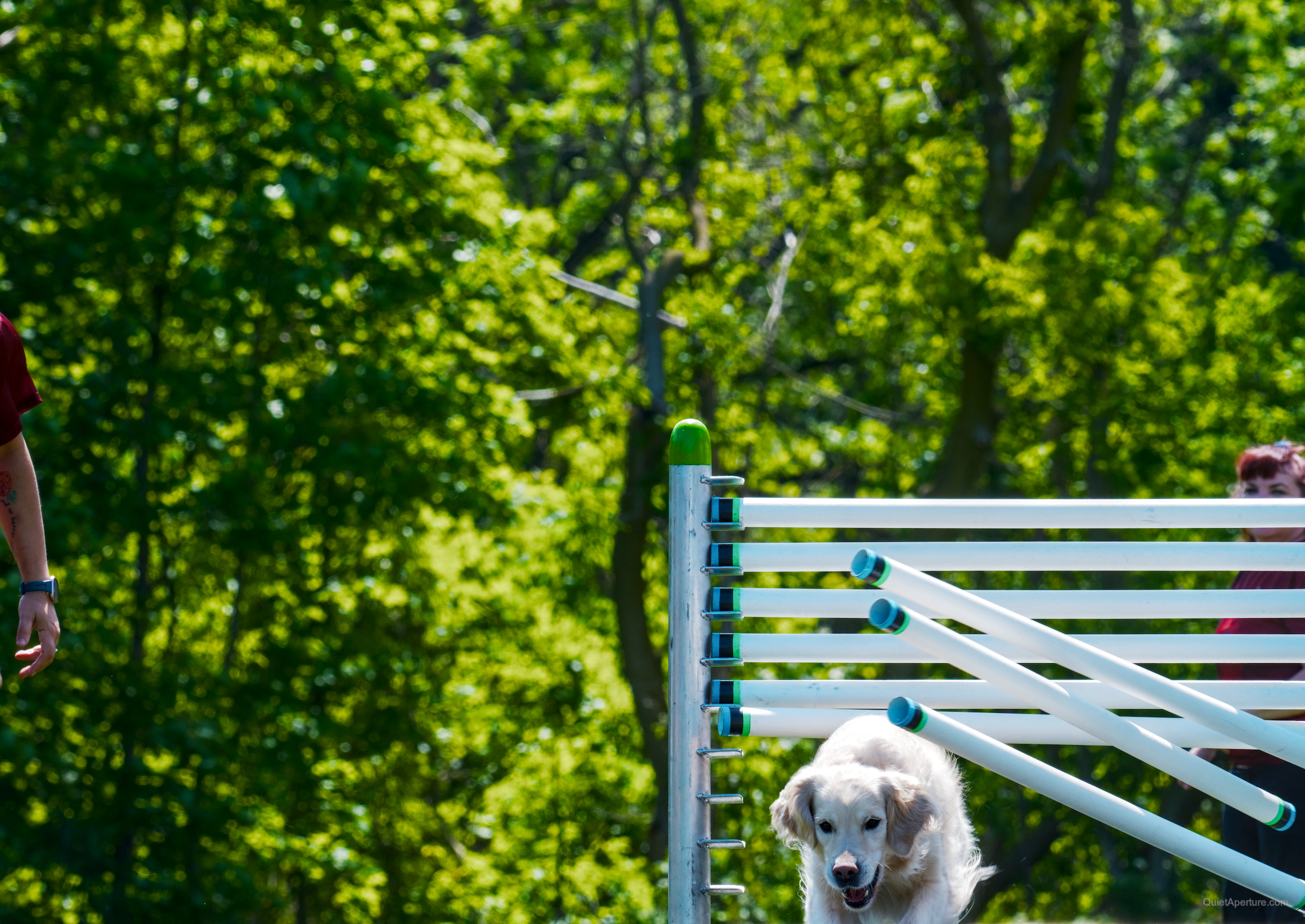 SuperDogs 2026 at the Bread and Honey Festival, frame 09.