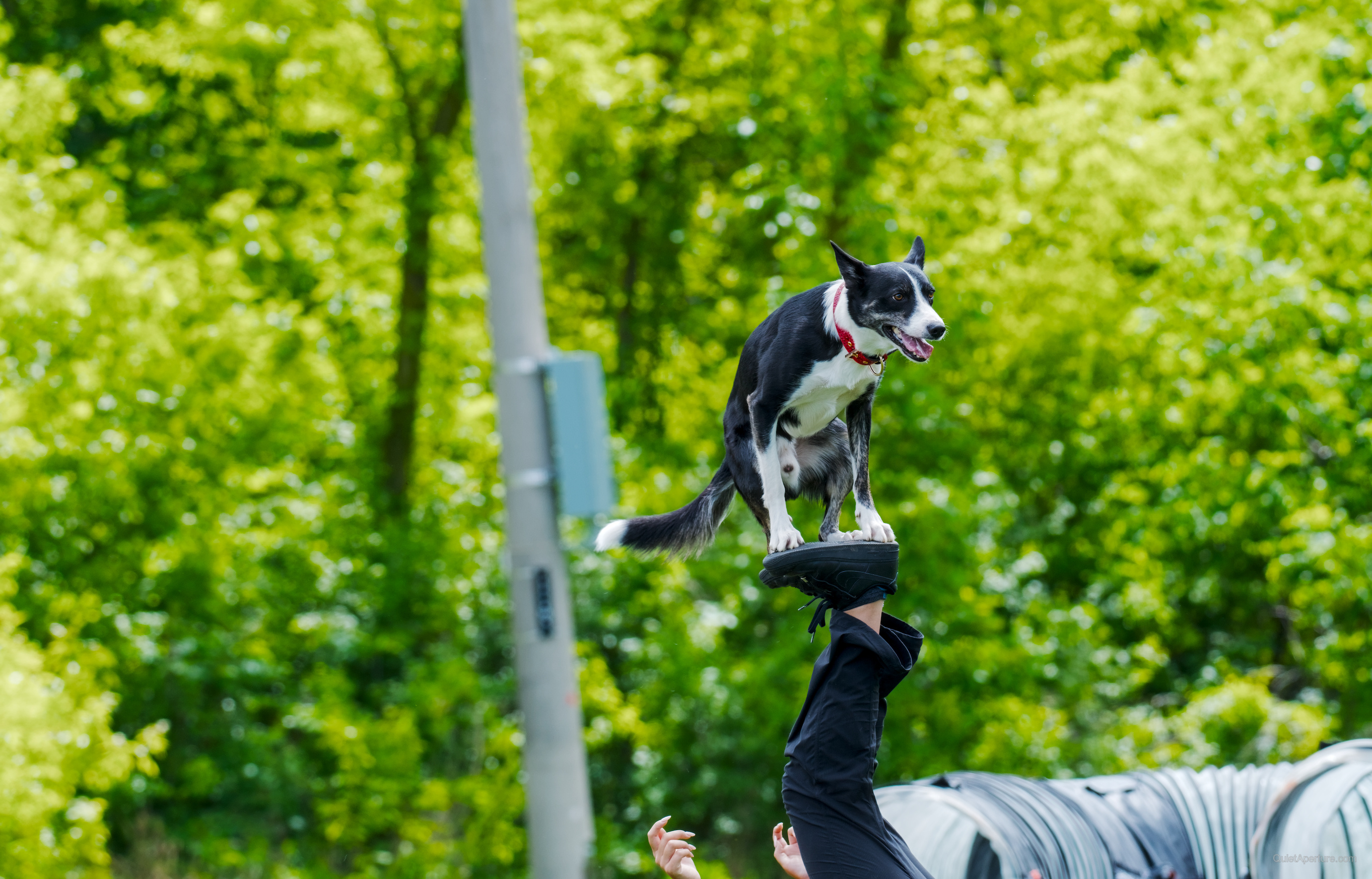 SuperDogs 2026 at the Bread and Honey Festival, frame 10.