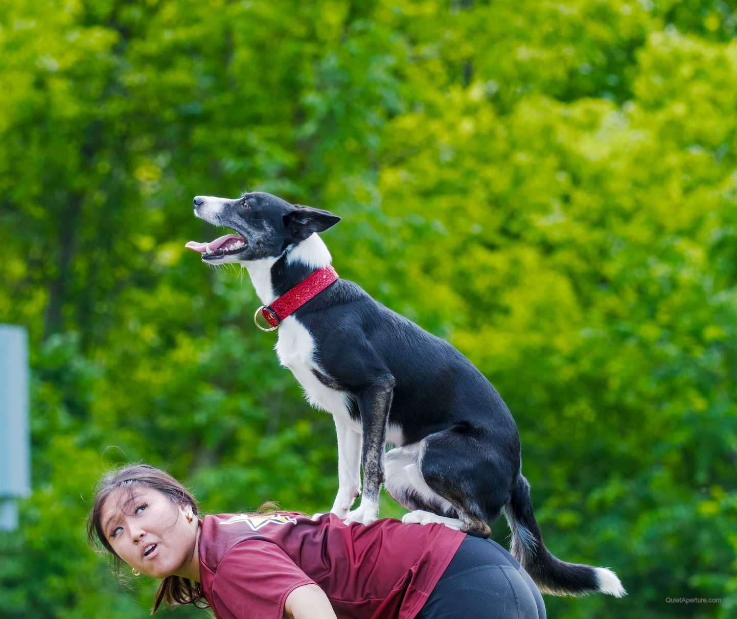 SuperDogs 2026 at the Bread and Honey Festival, frame 12.