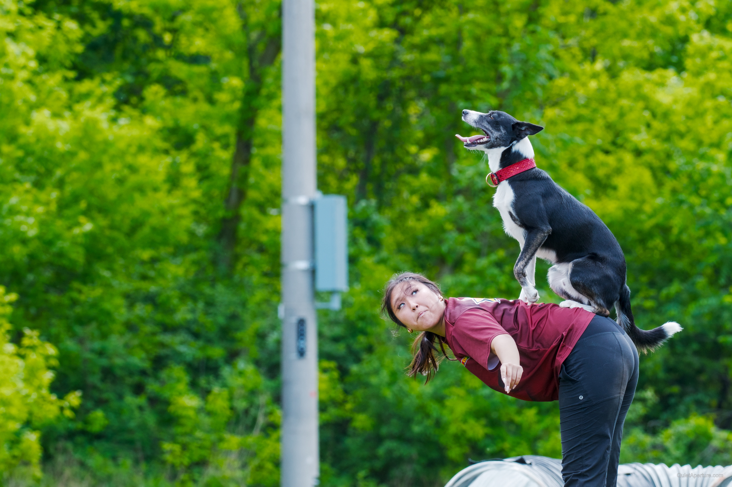SuperDogs 2026 at the Bread and Honey Festival, frame 13.