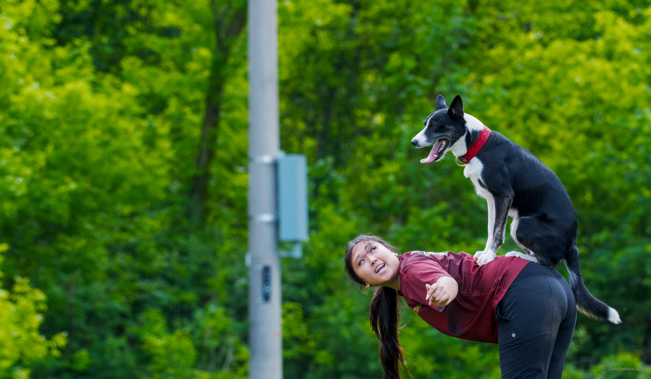 SuperDogs 2026 at the Bread and Honey Festival, frame 14.