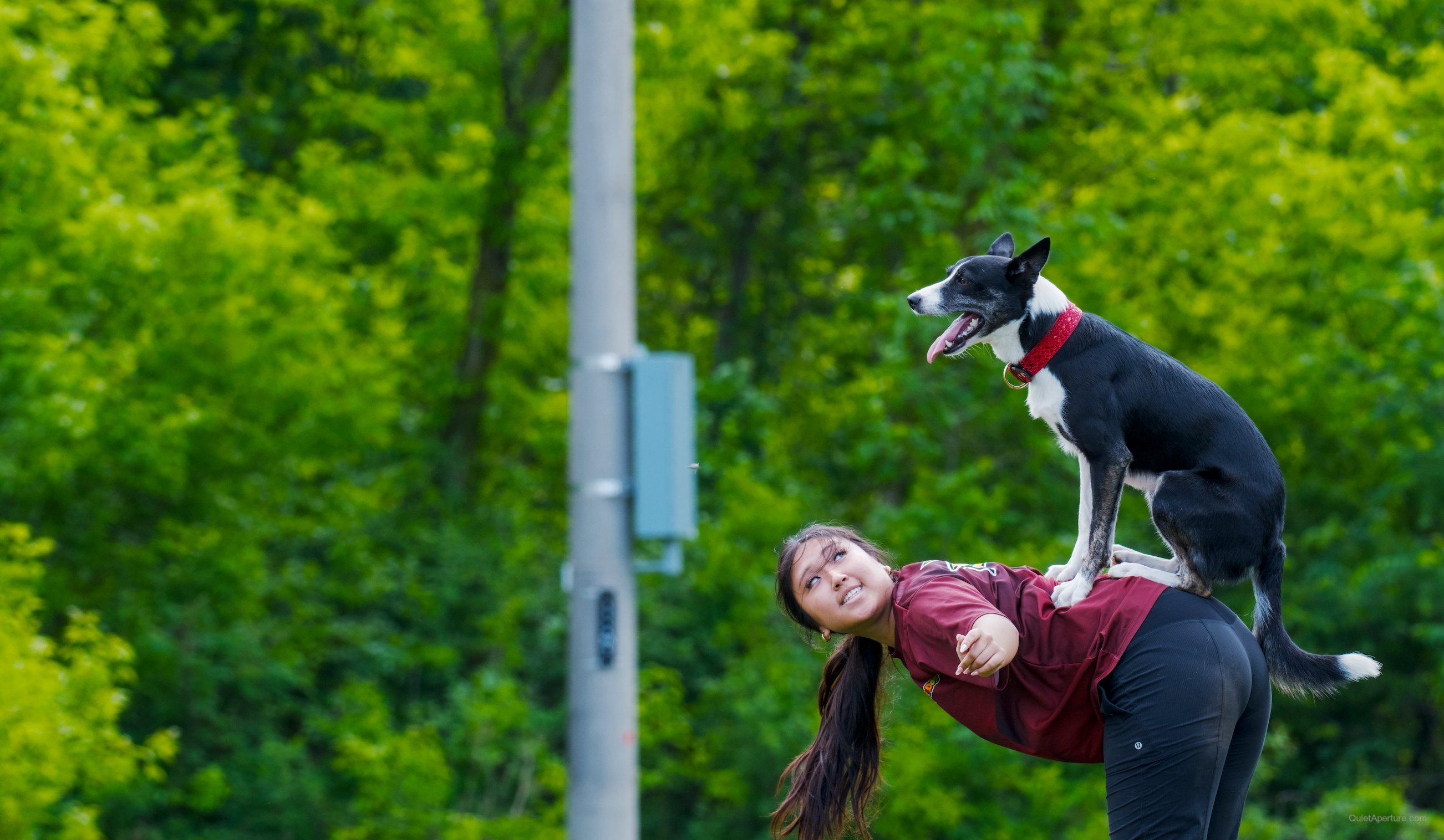 SuperDogs 2026 at the Bread and Honey Festival, frame 15.