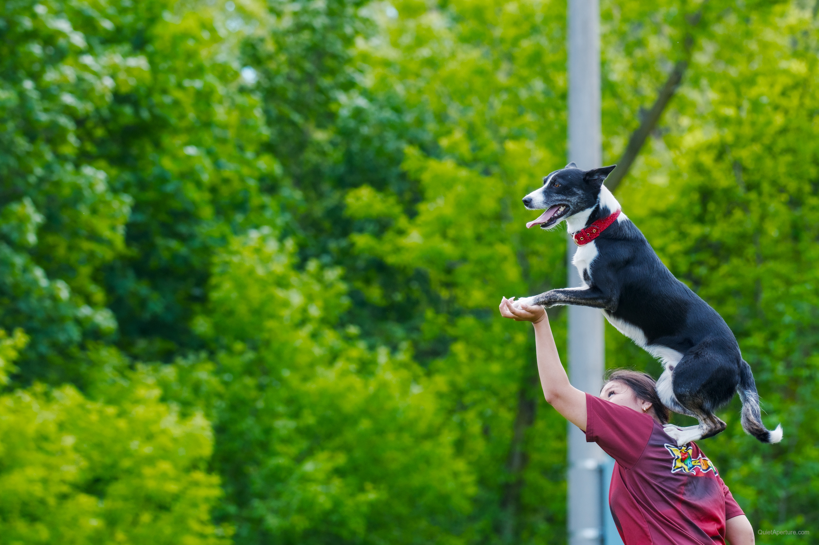 SuperDogs 2026 at the Bread and Honey Festival, frame 17.