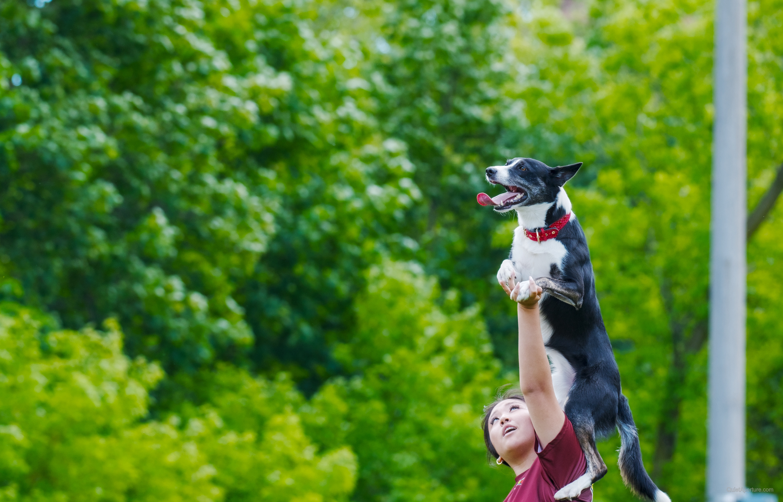 SuperDogs 2026 at the Bread and Honey Festival, frame 18.
