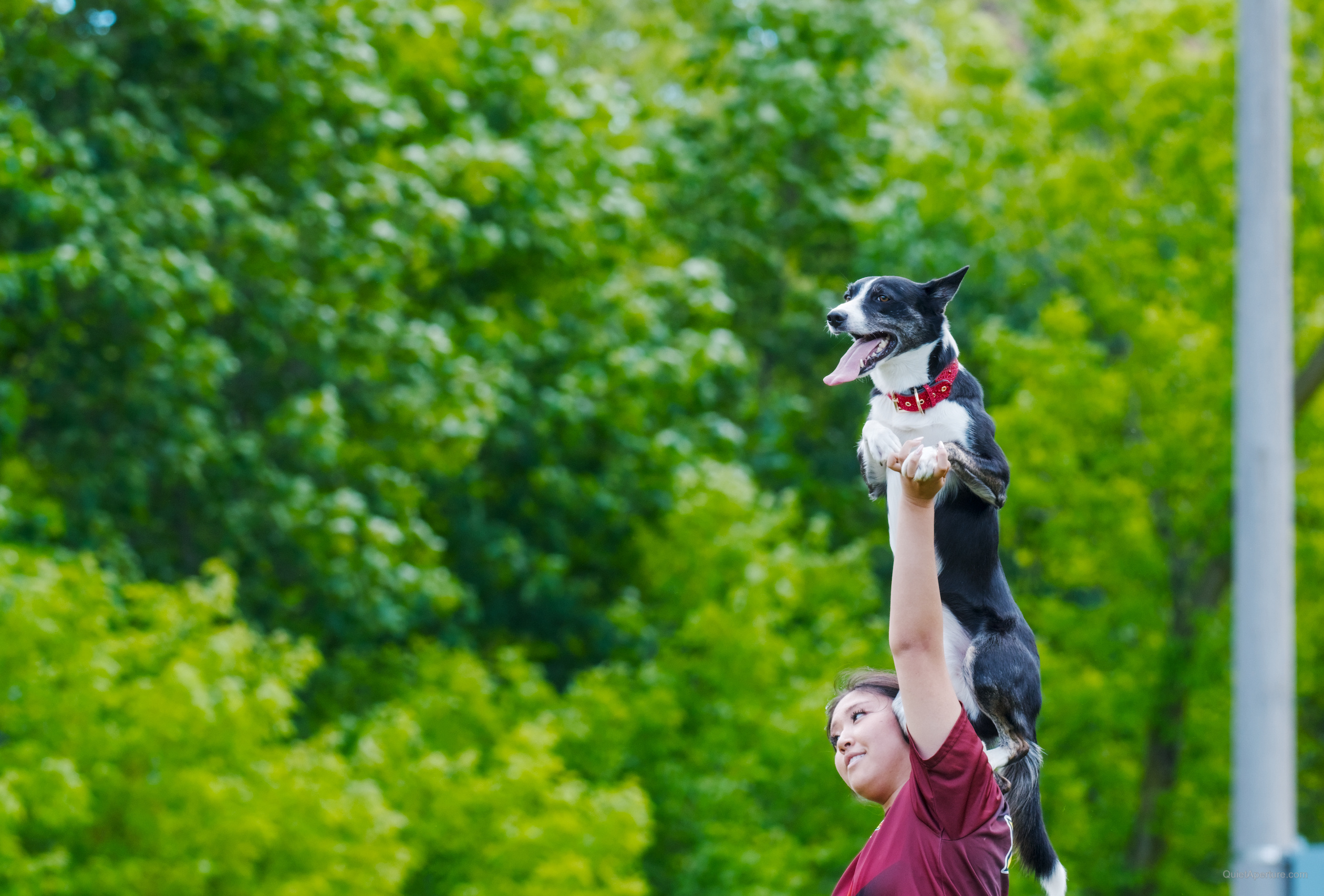 SuperDogs 2026 at the Bread and Honey Festival, frame 19.