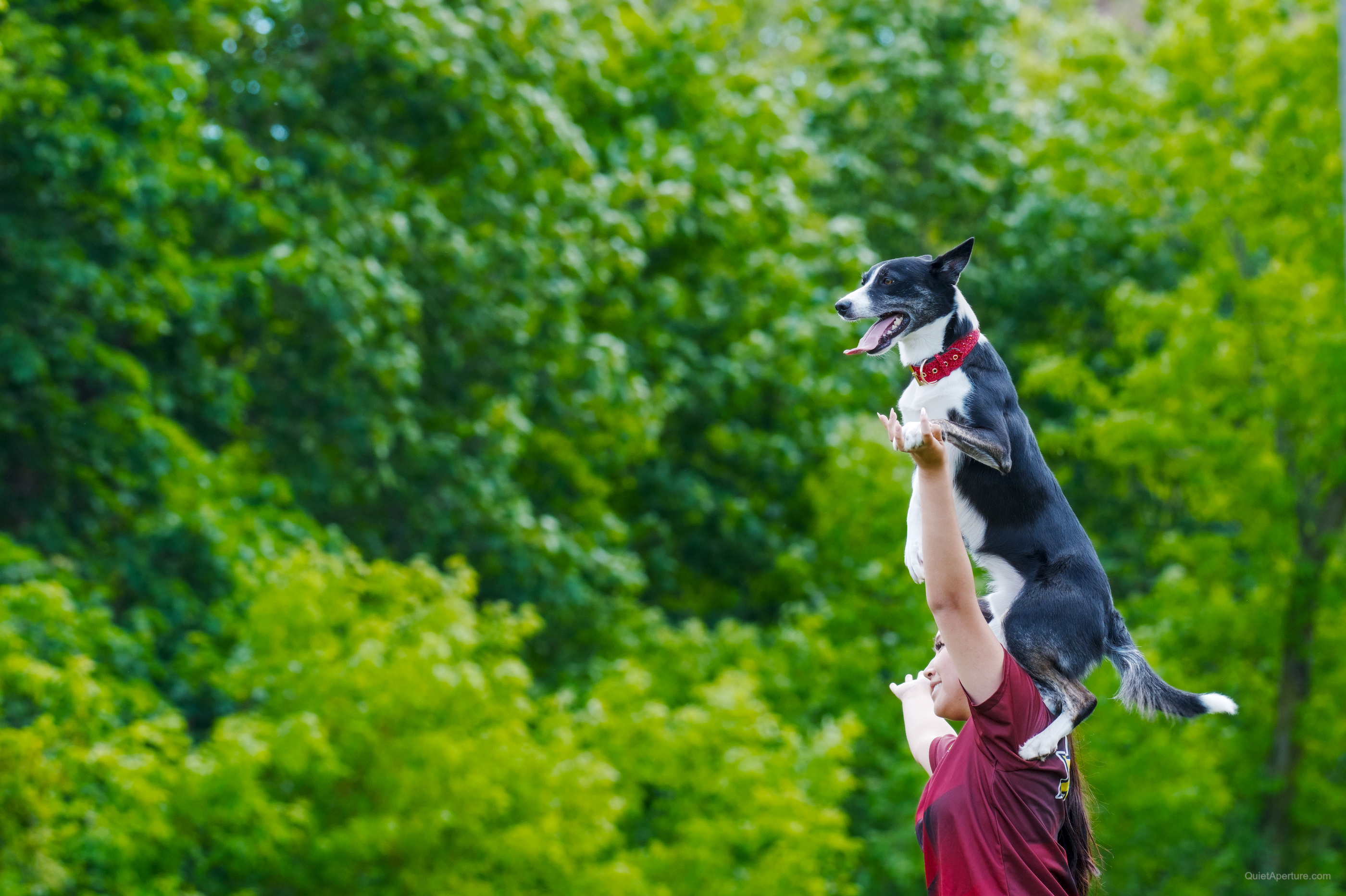 SuperDogs 2026 at the Bread and Honey Festival, frame 20.