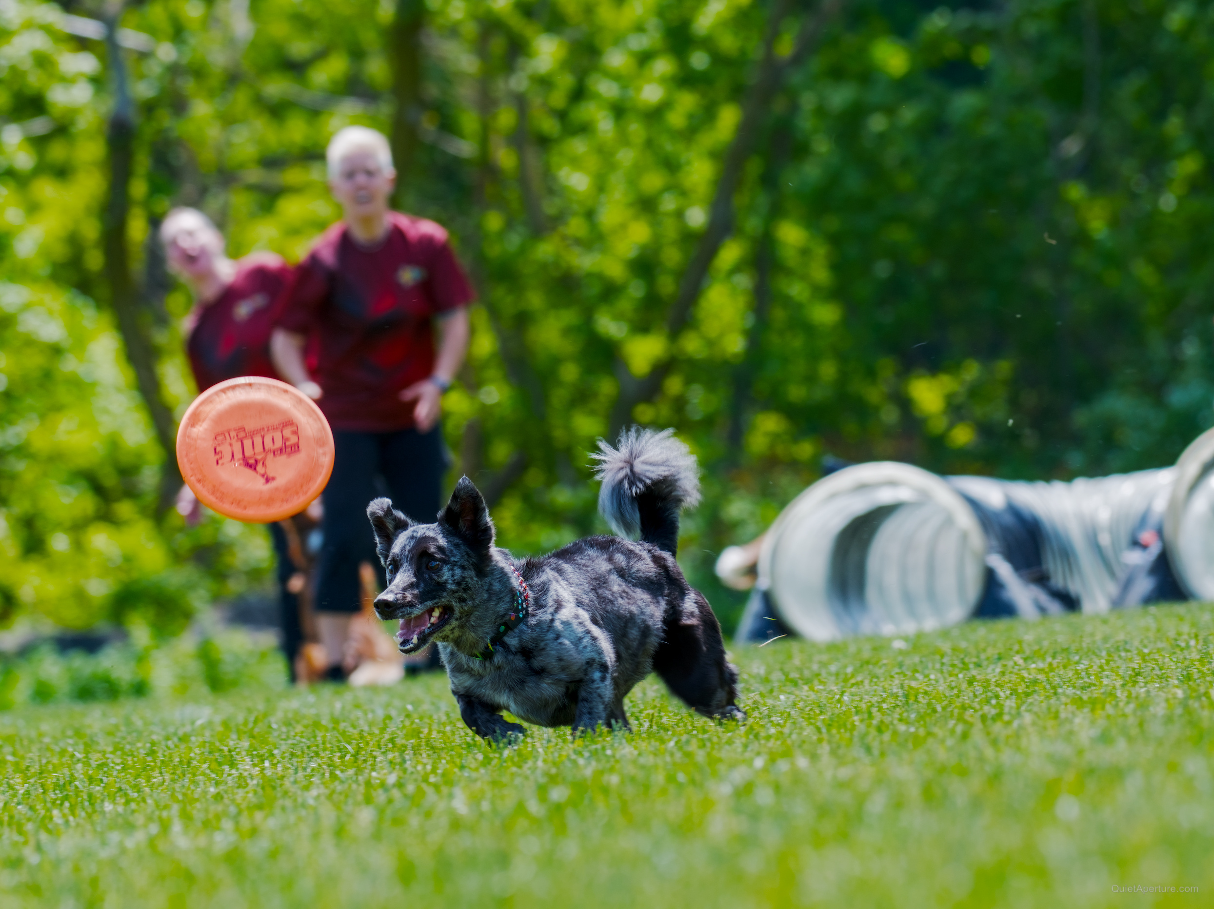 SuperDogs 2026 at the Bread and Honey Festival, frame 23.