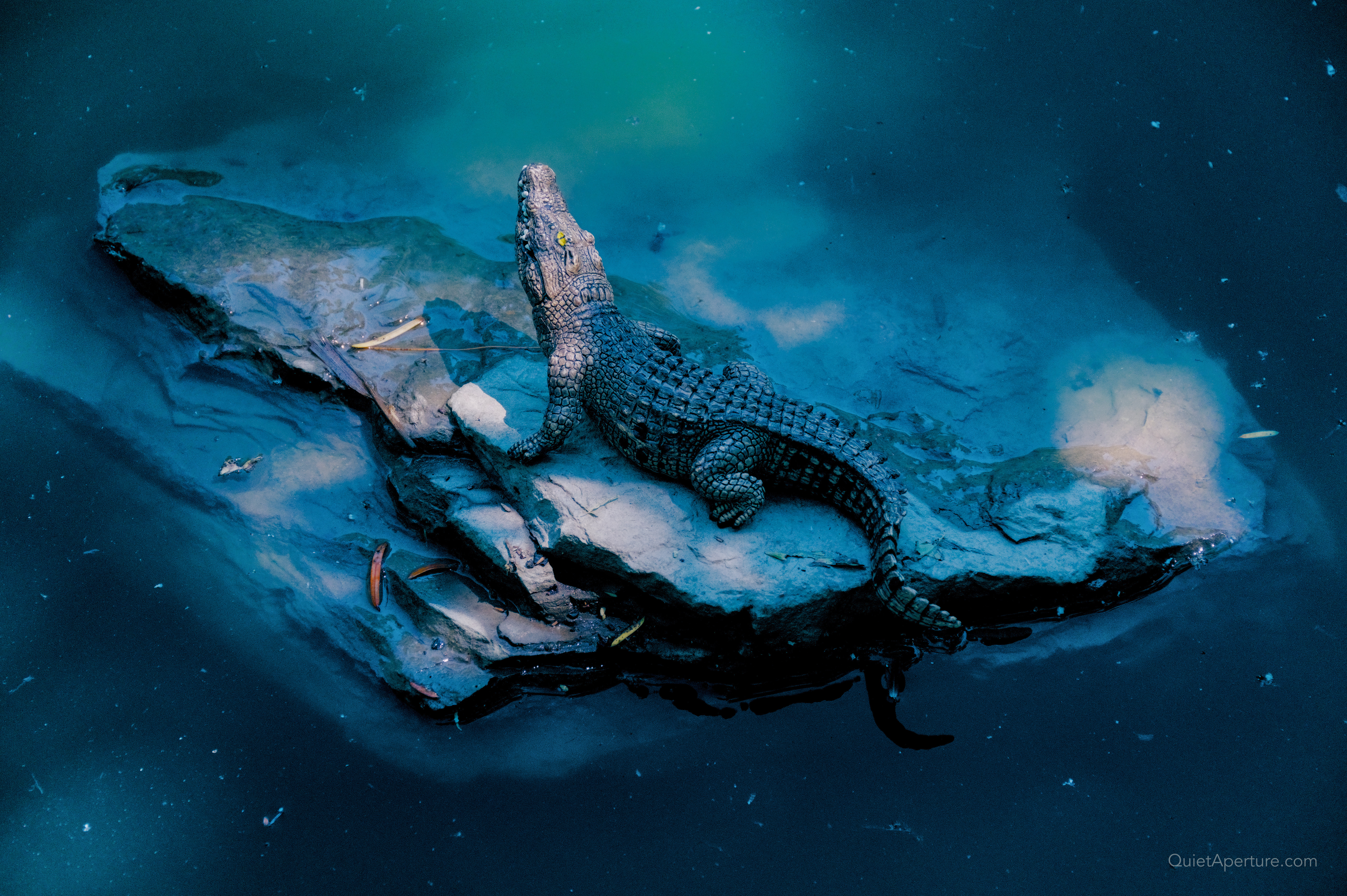 A crocodile resting on a submerged rock in blue water.